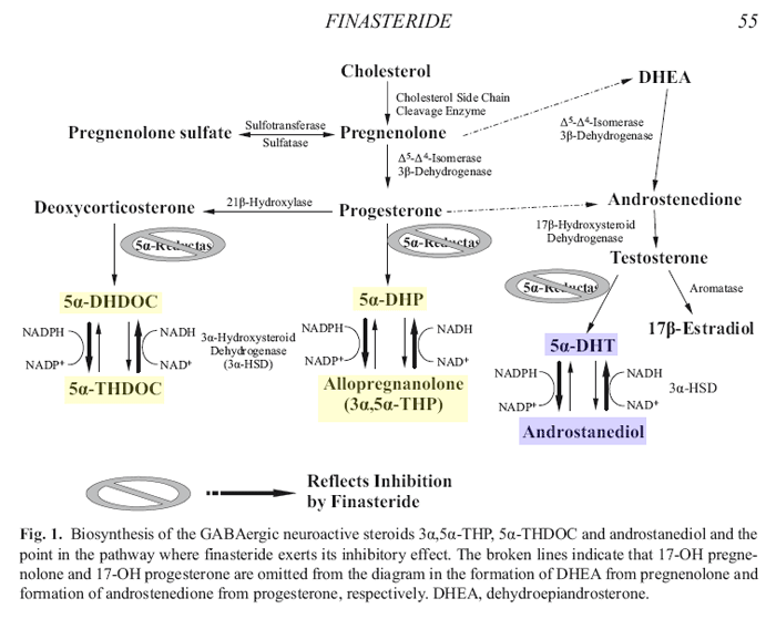 finneurosteroids.gif